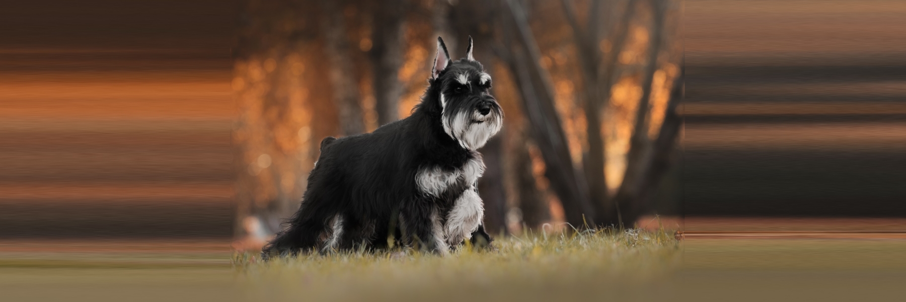 Sunset Kennels New York Dog Breeder Official Home Page